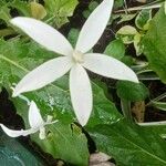 Hippobroma longiflora Folha
