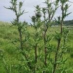 Cirsium ferox Habitus