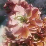 Aeonium leucoblepharum Folha