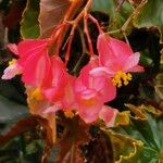 Begonia coccinea Çiçek