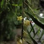 Pittosporum phillyreoides 花