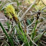 Carex flacca Kukka