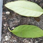 Guettarda viburnoides Leaf