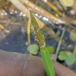 Eleocharis acutangula Leaf