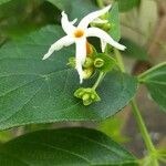 Nyctanthes arbor-tristis Floare