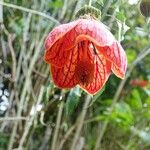 Abutilon striatum Blomma