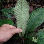 Psychotria konguensis Blad