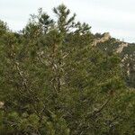 Pinus attenuata Агульны выгляд