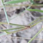 Anisantha tectorum 樹皮
