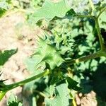 Datura ferox Fruchs