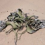 Welwitschia mirabilis Blatt