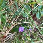 Agalinis purpurea ফুল