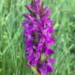 Dactylorhiza majalis Квітка