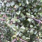 Rhamnus saxatilis Fuelha