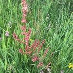 Rumex thyrsoides Цветок