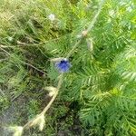 Cichorium intybusКветка