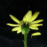 Senecio biligulatus Flower