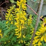 Corydalis cheilanthifolia Flor