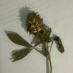 Trifolium squarrosum