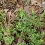 Hypericum hypericoides Листок