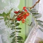 Sesbania punicea Virág
