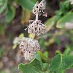 Salvia mellifera Vaisius