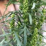 Artemisia biennis 花