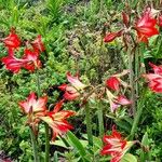 Hippeastrum puniceum 花