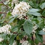 Viburnum rigidum Blomst