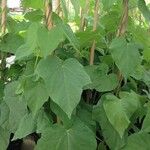 Ipomoea nil Leaf