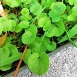 Dichondra carolinensis Feuille