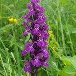 Dactylorhiza majalis Цвят