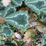 Cyclamen hederifolium Листок