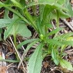 Erigeron canadensis Foglia