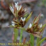 Juncus capitatus Fruto