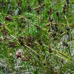 Carex davalliana Blodyn