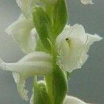 Spiranthes cernua Flower