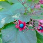 Clerodendrum trichotomumFlower