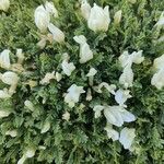 Astragalus angustifolius Λουλούδι