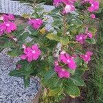 Catharanthus roseusKvět