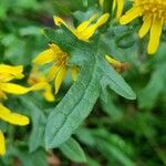 Jacobaea erucifolia Blatt