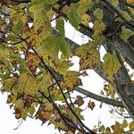 Acer rubrum Φύλλο