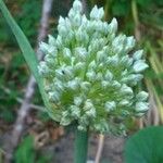 Allium cepa 花