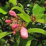 Kolkwitzia amabilis Floare