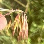 Bromus tectorum Flower