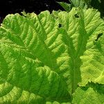 Gunnera tinctoria Leaf