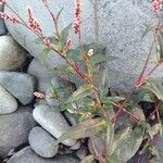 Persicaria maculosa 叶