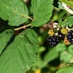 Rubus discolor Fruit