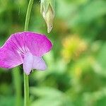 Lathyrus hirsutus Fula