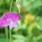 Lathyrus hirsutus Цвят